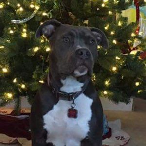 FROM: KONA  "HAPPY PAWLIDAY'S"